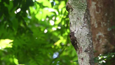 Mochuelo-De-Collar,-Taenioptynx-Brodiei,-Parque-Nacional-Kaeng-Krachan,-Tailandia