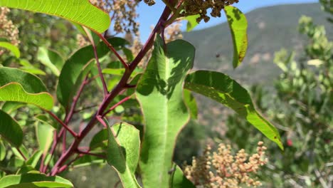 Malibu-Hillside-Establishing-Shot-hd