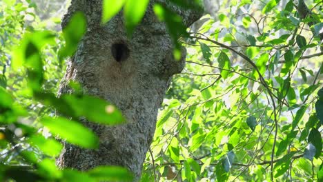 Windiger-Wald,-Wenn-Der-Vogel-Von-Links-Kommt,-Um-Sich-Mit-Früchten-Zu-Ernähren,-Und-Dann-Wegfliegt,-Weißkehl-Nashornvogel-Ptilolaemus-Austeni,-Thailand