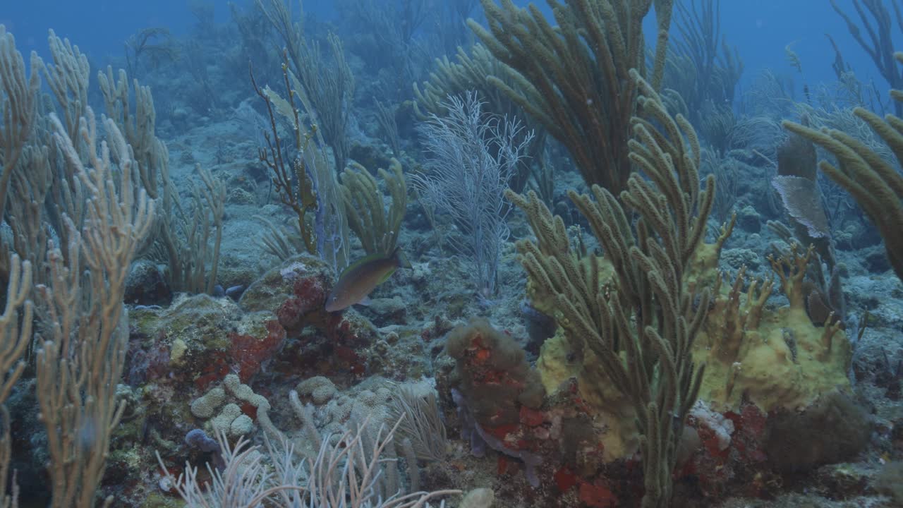 Vista panoramica sottomarina di una barriera corallina caraibica con coralli molli e gorgonie a ventaglio, spugne colorate e alcuni pesci della barriera che nuotano vicino a St. Thomas nelle Isole Vergini Britanniche.
