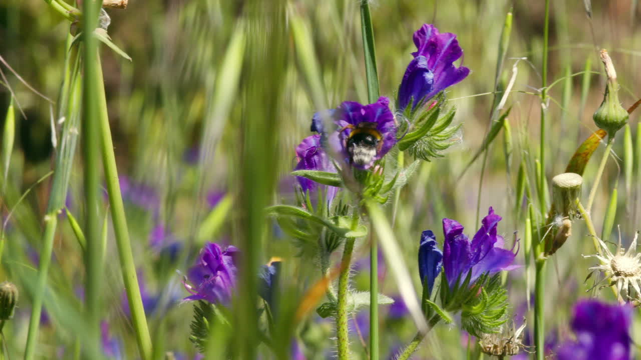 Meadow of flowers with bee. Purple viper's bugloss flower (Echium plantagineum) in summer. Insect pollinator looking for nectar.