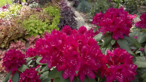 blooming pink purple rhododendron in garden, panning, slow motion