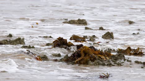 Dynamic interaction of seaweed and ocean waves at Point Lonsdale, captured in natural lighting with a serene coastal mood