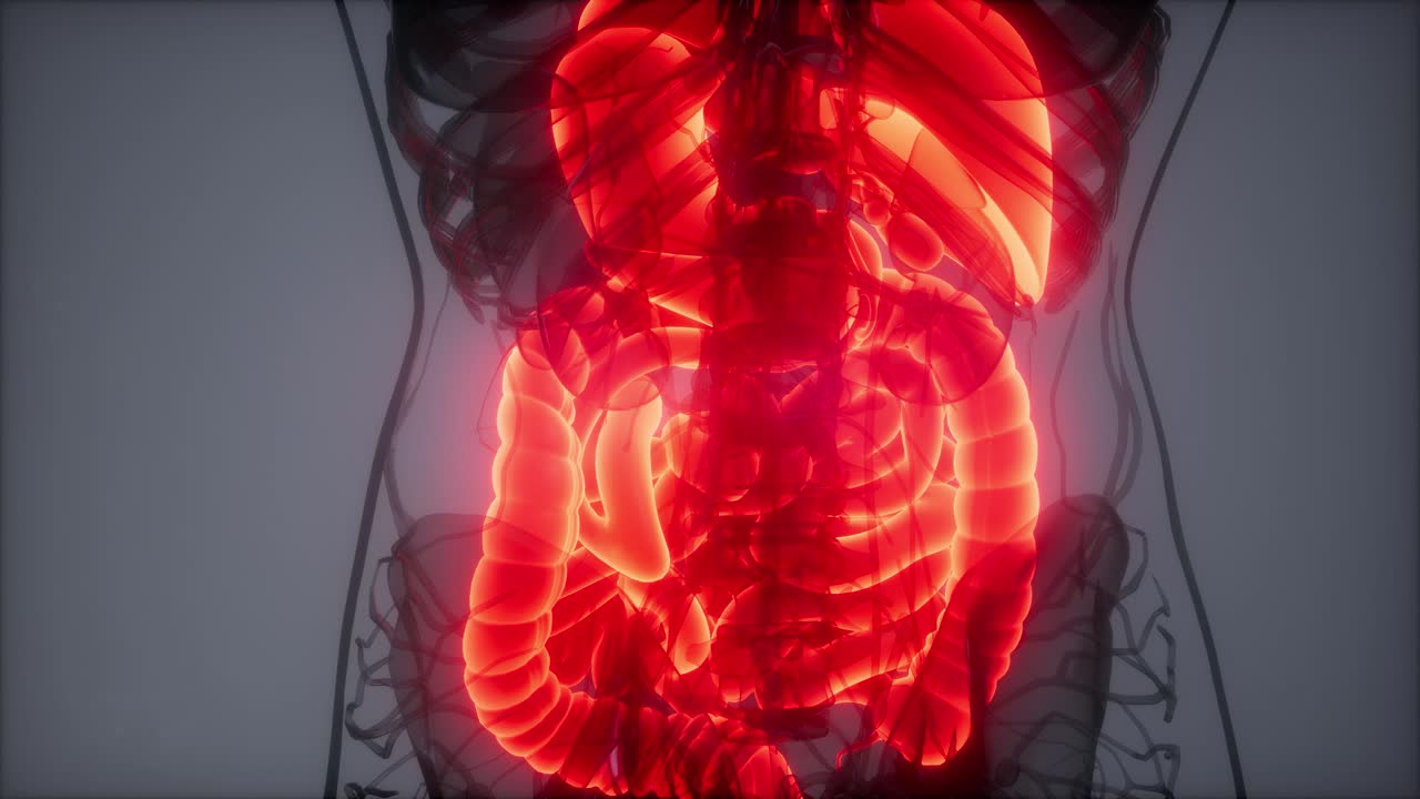 ilustración 3d de las partes y funciones del sistema digestivo humano