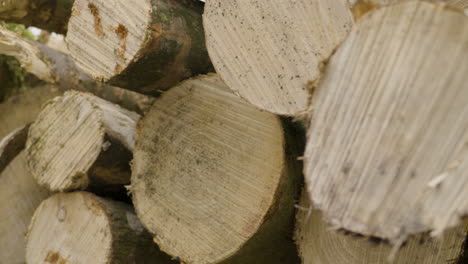 Pile-Of-Wood-Logs---close-up-shot