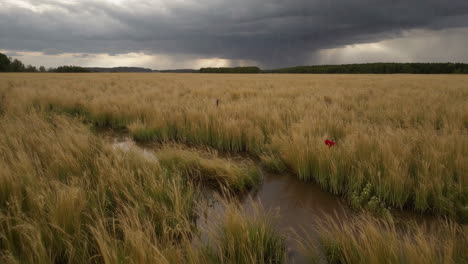 stormy landscape over a golden wheat field
