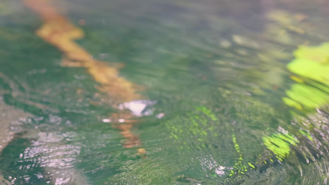 Bright green leaves float gently on clear water with visible ripples and submerged branches.