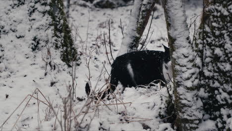 Gato-En-El-Bosque-Nevado-En-El-Frío-Día-De-Invierno