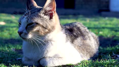 a still shot of a domestic cat grooming itself as it lay sleepy on the lawn