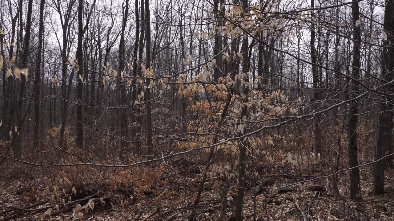 In the movement of the wind, we can still see a few leaves swaying among many leafless trees. On the ground, thousands of dead leaves from last autumn.