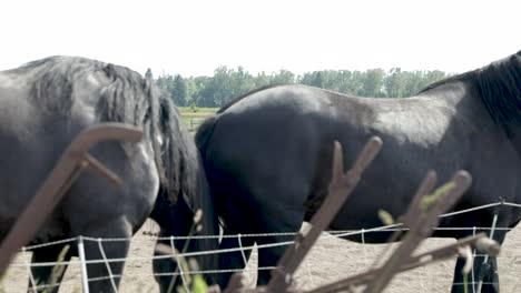 Two-Black-Horses-Grazes-Together-In-The-Field-Farm-Fence---close-up