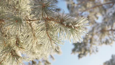 Niedriger-Winkel-Nahaufnahme-Von-Fichtenzweigen,-Die-An-Einem-Sonnigen-Wintermorgen-Mit-Schnee-Bedeckt-Sind