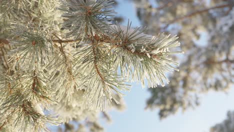 Low angle close up of spruce branch covered in snow on a sunny winter morning