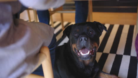 happy pet dog under table with legs of owners sitting in kitchen, slow motion