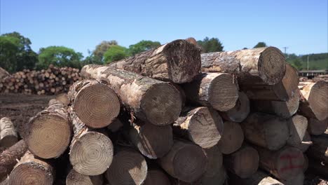 troncos de pino cortados y apilados