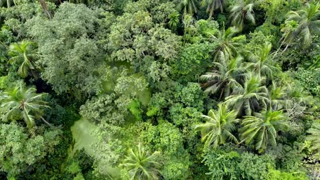 aerial view of deep green forest or jungle at rainy season