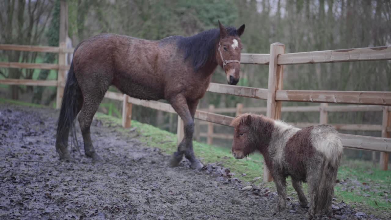 Horses and a pony in practice arena in slow motion. Horse runs to the camera