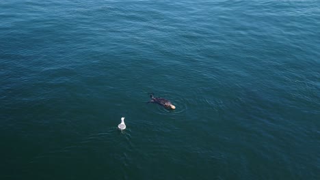 gimbal close-up shot of a seagull harassing and stealing a crab from a sea otter feeding in the water in monterey, california