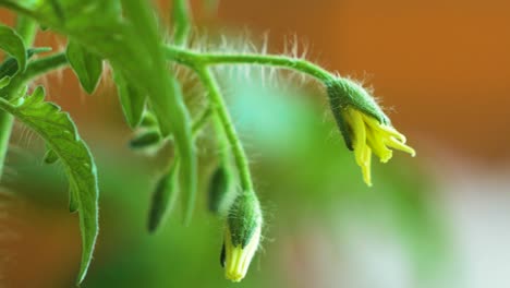 macro shot of yellow tomato flowers with protruding hairs, natural home grown vegetables, micro gardening, slow moving, extreme closeup, out of focus background