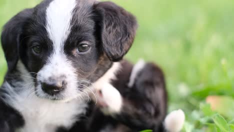 black and white puppy in grass