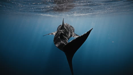 la aleta de la cola del tiburón ballena se balancea mientras una criatura gigante y suave vaga por el profundo océano azul.