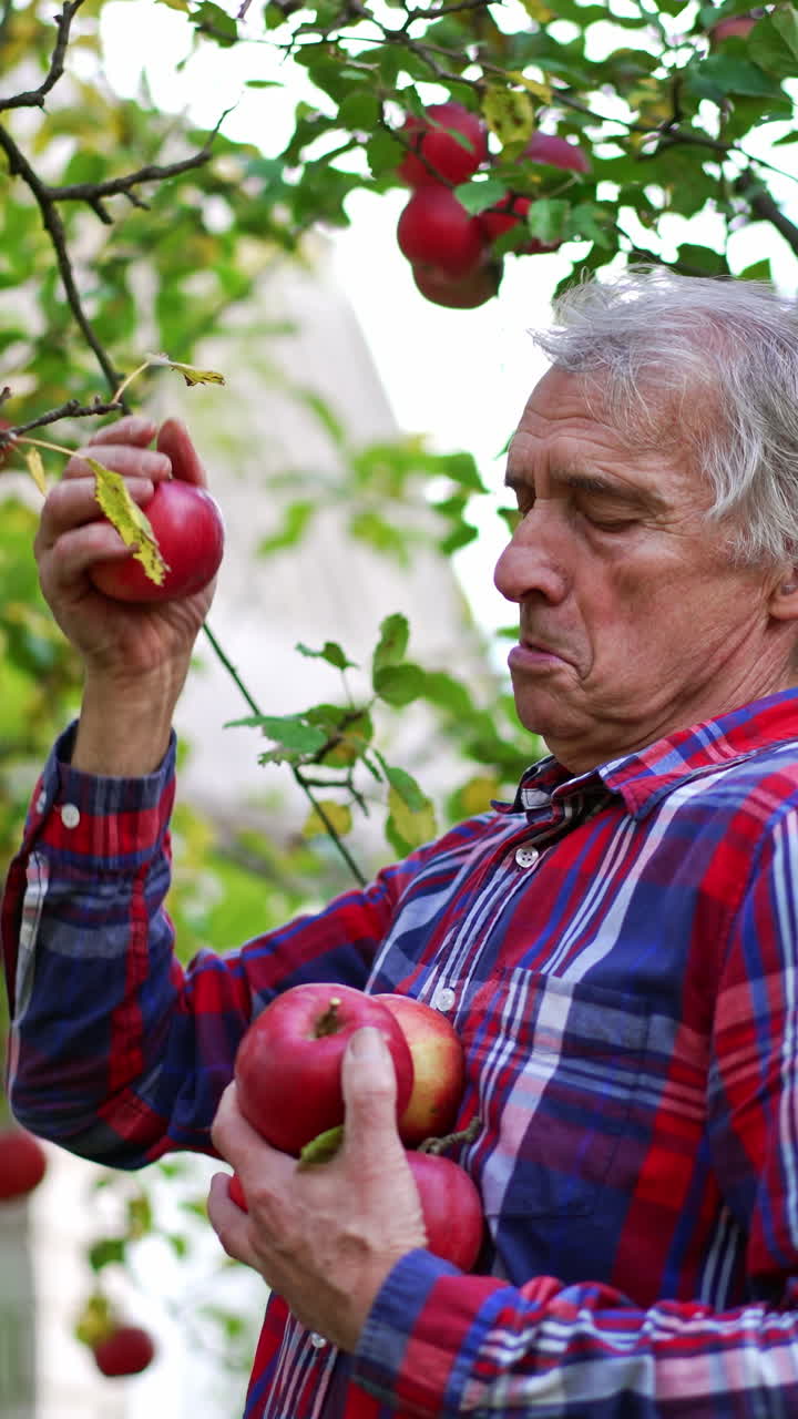 Grandpa picking ripe red apples from a tree holding them in his hands. Harvesting fruit in garden near the house. Vertical video