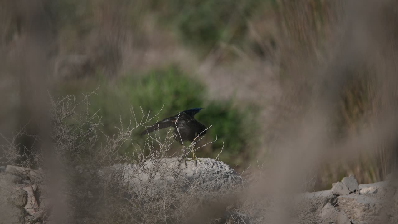 Gallinella d'Acqua Sulle Rive del Fiume che Asciuga le Sue Piume