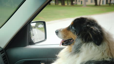 a solid shepherd dog travels on the passenger's seat next to the driver