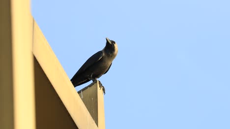 adult asian house crow sitting against the blue sky