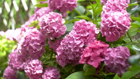 Blühende-Schöne-Blumen-In-Einem-Garten