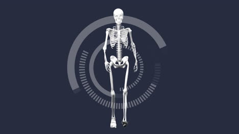 animation of scope scanning with human skeleton on grey background