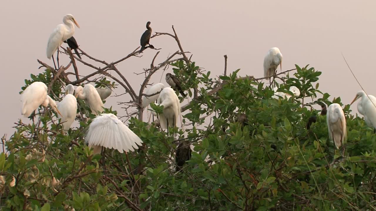 colonia de grandes garcetas descansando a la luz del atardecer sobre un árbol acompañadas por algunos cormoranes de caña