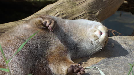 eurasian otter sneezes while sleeping lying on rocky riverbank by pond water - head close-up