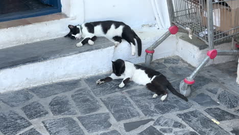 two black and white cats sleeping and grooming on steps