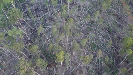 imágenes de drones en movimiento lento del bosque estatal wombat con árboles caídos cerca de lyonville, 9 meses después de una fuerte tormenta el 10 de junio de 2021, victoria, australia