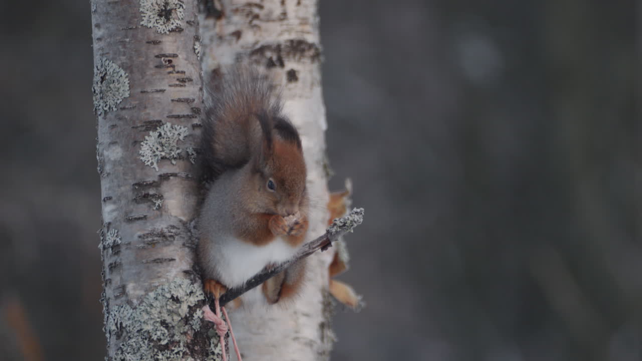 cerca de teleobjetivo de ardilla en twig tree comiendo en clima frío de invierno