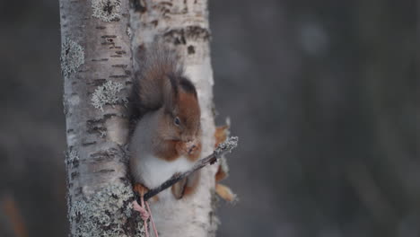 cerca de teleobjetivo de ardilla en twig tree comiendo en clima frío de invierno