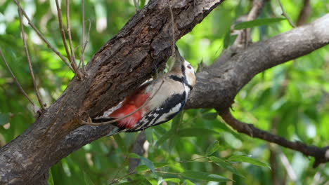 close-up great spotted woodpecker feeding on tree trunk in germany forest