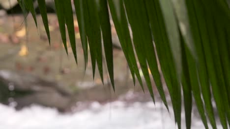 Enfoque-Pull-de-Stream-a-Palm-Fronds