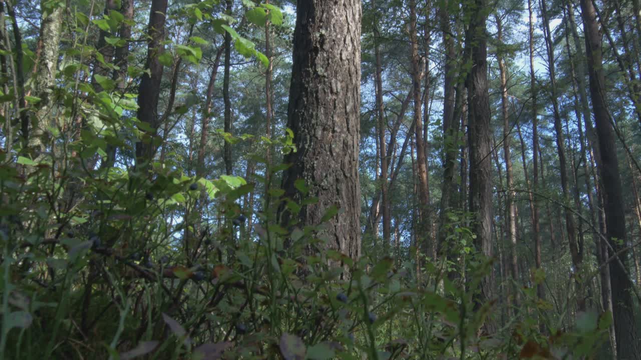 The Camera Rises From the Blueberry Bedding in the Woods