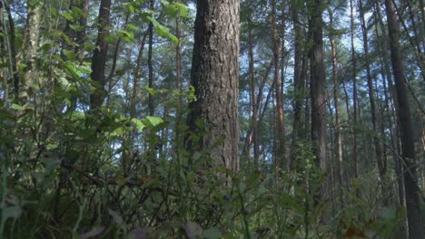 The Camera Rises From the Blueberry Bedding in the Woods