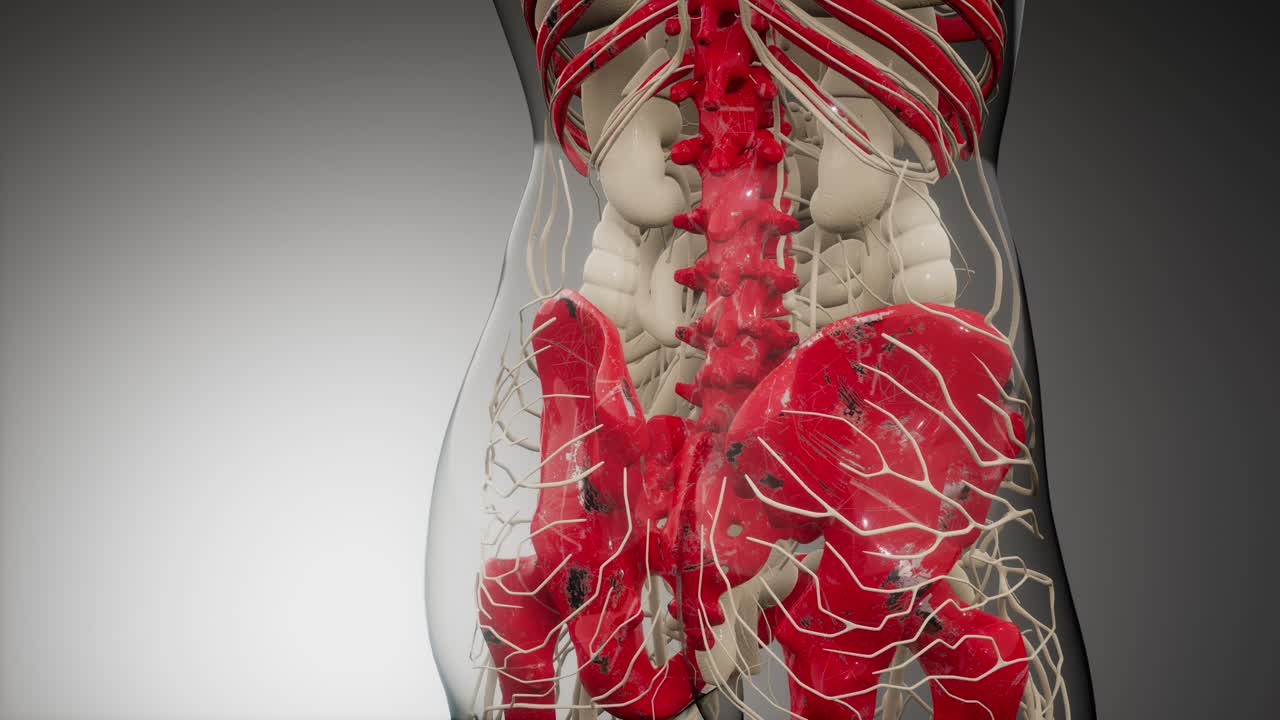 cuerpo humano transparente con huesos visibles