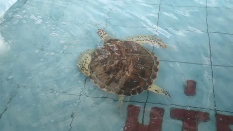 tortugas bebés en un estanque de cría