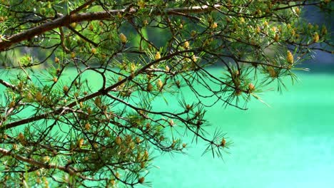ramas de pino sobre un lago turquesa