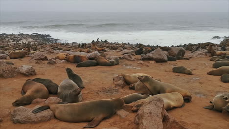 colony of cape fur seals on coast in cape cross seal reserve, namibia, africa