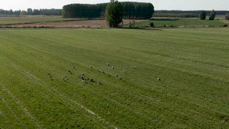 flying over green field with a flock of storks