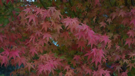 autumn maple leaves