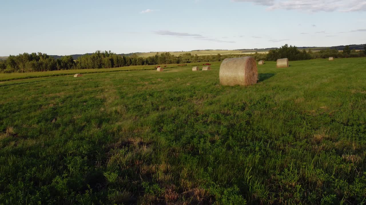 Balle di fieno in un campo verde con mucche, avvicinandosi all'Alberta, Canada
