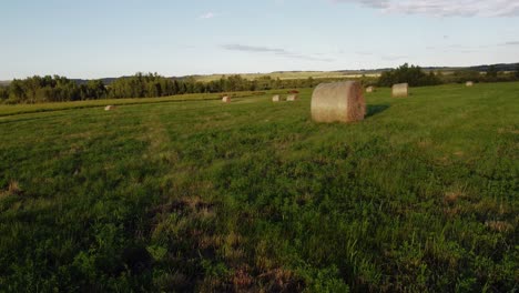 fardos en un campo verde con vacas se acercó a alberta, canadá