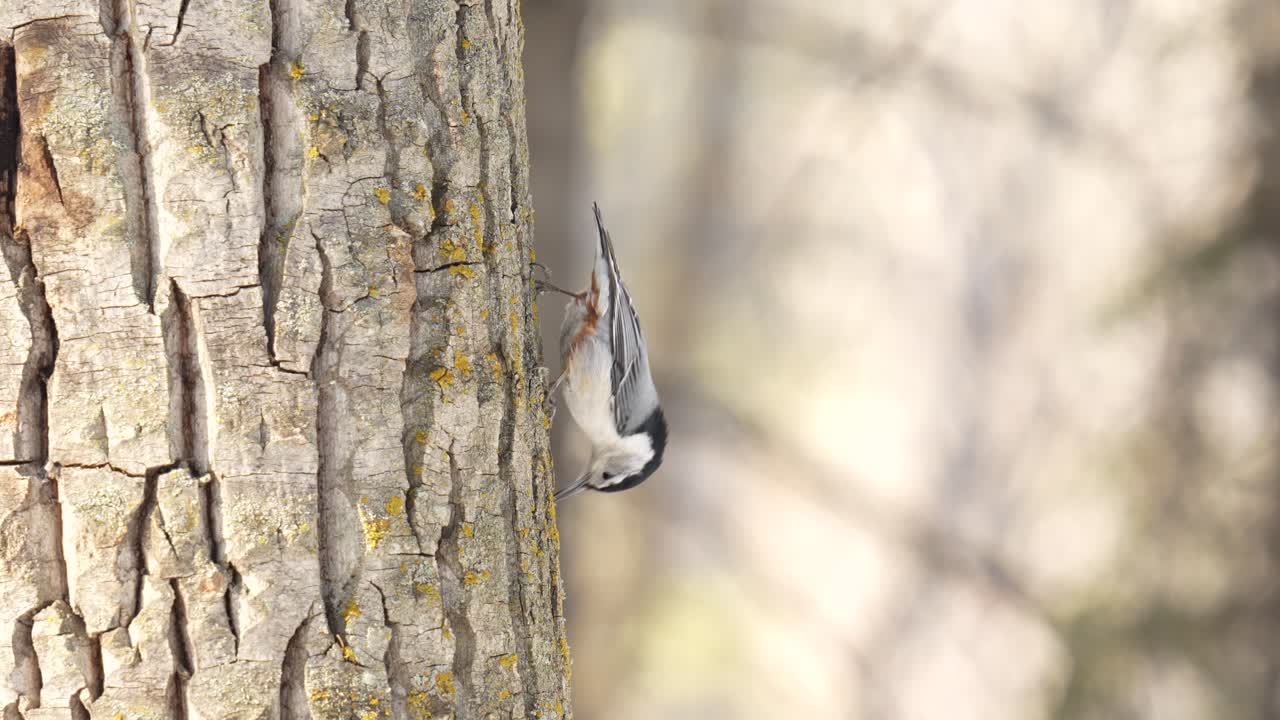 un pájaro nuthatch de pecho blanco al revés busca insectos en cámara lenta en el tronco de un árbol de abeto
